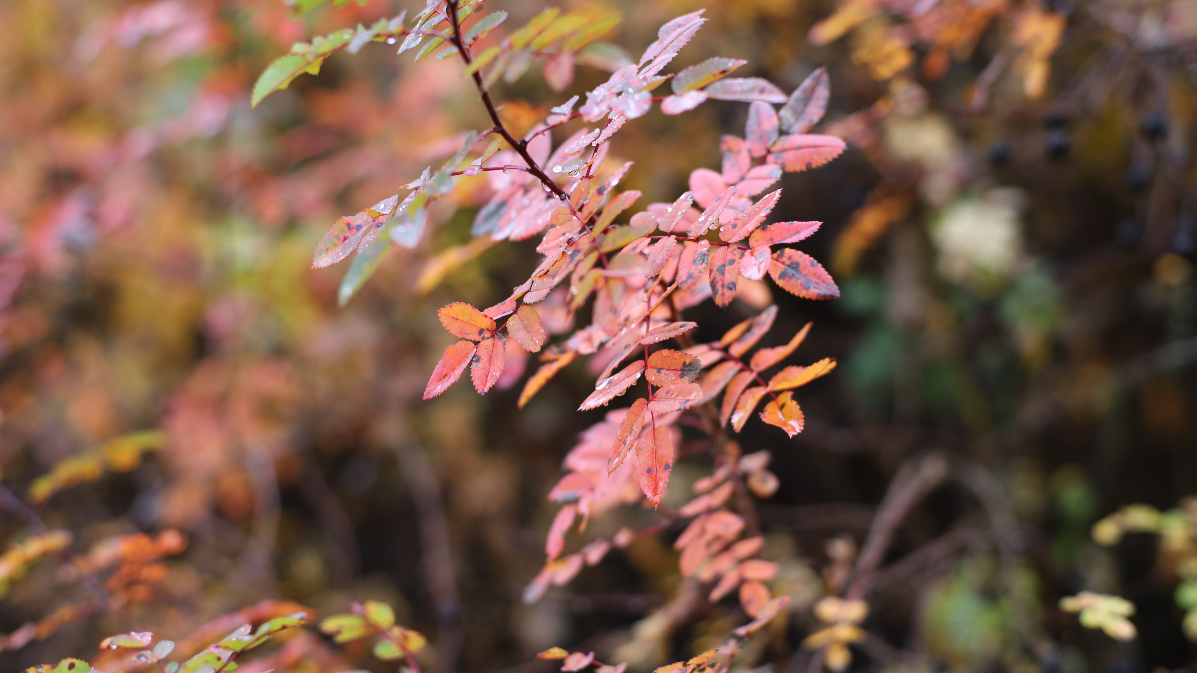 54906062668_c563011d4f_o© Martins Grauds